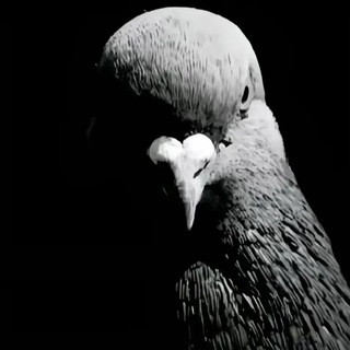 Telegram profile photo for Отзывы рейна