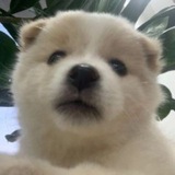 Telegram profile photo for Pangeran