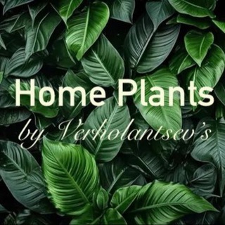 Telegram profile photo for Home Plants 🌿 | Закупка растений | Клоны | Голландия