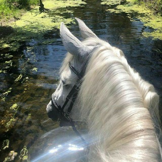 Telegram profile photo for horses/equestrian sport confessions🐎