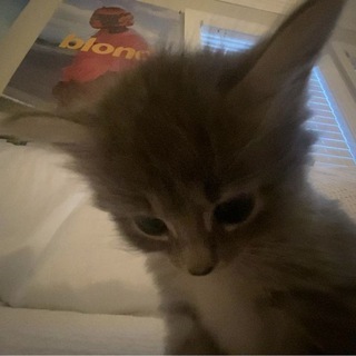 Telegram profile photo for лапками к солнцу