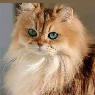 Telegram group profile photo for مربي الحيوانات الأليفة