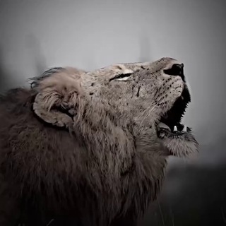 Telegram profile photo for دٰیوَٰەخٰہٰٖاٰنٰہٰٖی خٰہٰٖۆشٰہٰٖنٰہٰٖاٰوَٰ 🌪️🐆