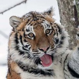 Telegram profile photo for 虤虤