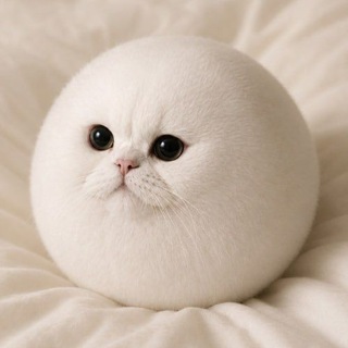 Telegram profile photo for Mochi portal