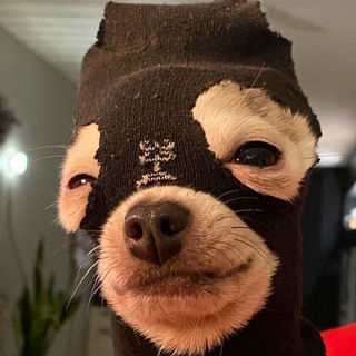 Telegram profile photo for dogwifsocks | Portal | $SOCKS | Community Driven | Sock Stays On
