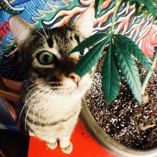Telegram profile photo for Smoking Fetish