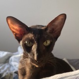 Telegram profile photo for КОТ КАЙРОС 🤎🤎