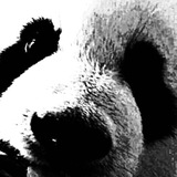 Telegram profile photo for rotman