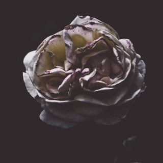 Telegram profile photo for بَـــ مُــهَاجِــر ــوْحٌ