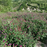 Telegram profile photo for گل محمدی و گلاب جیربند