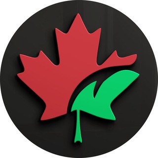 Telegram profile photo for CarMaple | Авто из Китая, Кореи и Японии