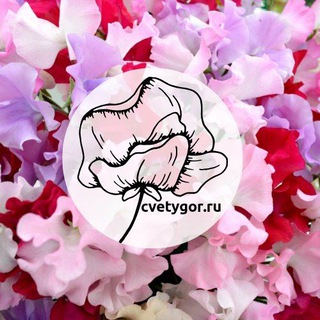 Telegram profile photo for "Цветы Горошинки" Саженцы цветов г. Севастополь