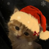 Telegram profile photo for Помощник санты🎅