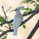 Telegram profile photo for هدهد سليمان