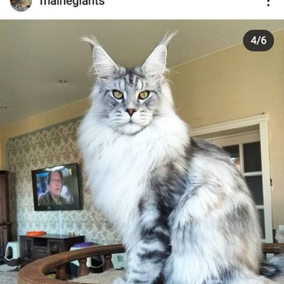 Telegram profile photo for Питомник кошек мейн кун Cattery maine coon MaineGiants