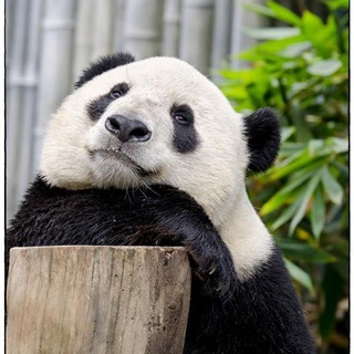 Telegram profile photo for Обои❤