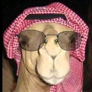 Telegram profile photo for تجمع شباب وبنات البدووو✈️✈️