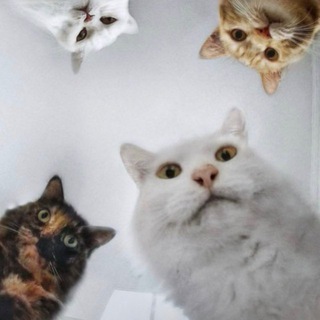 Telegram profile photo for Канал-однодневка