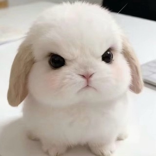 Telegram profile photo for 兔兔官方频道