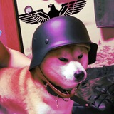 Telegram profile photo for Shibe Hub