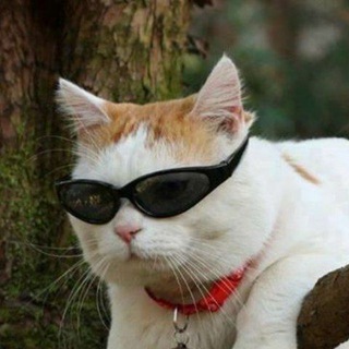 Telegram profile photo for Приколы