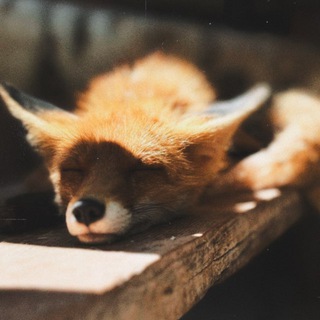 Telegram profile photo for с южного полюса