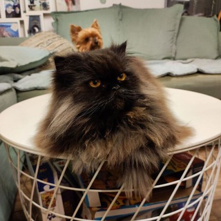 Telegram profile photo for Home sale