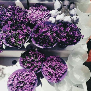 Telegram profile photo for 💜✨عشاق البنفسج✨💜