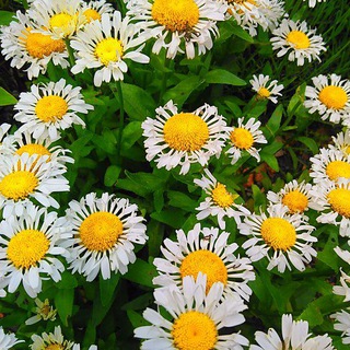 Telegram profile photo for Lieblingsgarten πΉππΊπ·πΌπ»
