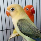 Telegram profile photo for طوطی کوتوله برزیلی 🦜