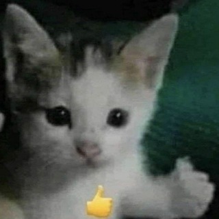 Telegram profile photo for Смешные картинки бесплатно без СМС