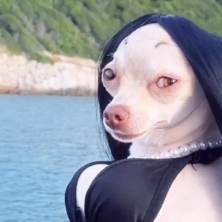 Telegram profile photo for Собаки Хер, Мудари-сен.