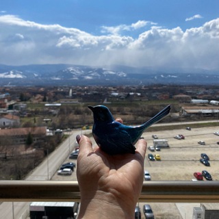 Telegram group profile photo for Украинцы в Пловдив 🇺🇦