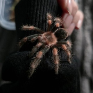 Telegram profile photo for Spiders Uranchik, Senator and Eoni