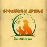 Telegram profile photo for Брошенные друзья