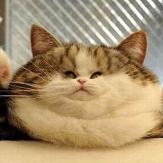 Telegram profile photo for Котьи новости