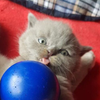 Telegram profile photo for Noah the cat
