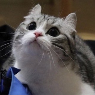 Telegram profile photo for OkTrade