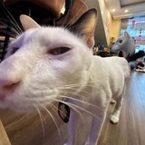 Telegram profile photo for Cheat VN