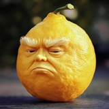 Telegram profile photo for Lemons of Sui Portal