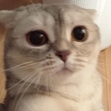 Telegram profile photo for Кружочки с кошочкой