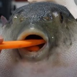 Telegram profile photo for pufferwifcarrot $PIF