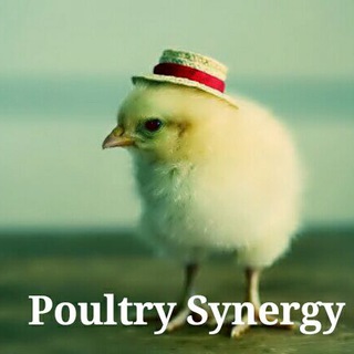 Telegram group profile photo for Poultry Synergy Group