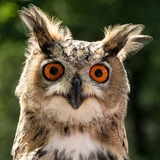 Telegram profile photo for Der Uhu #huhuuhu