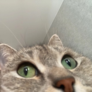 Telegram profile photo for 707