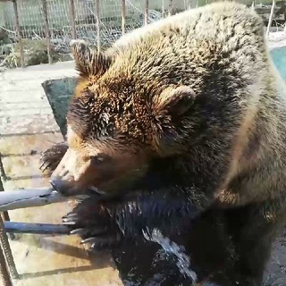 Telegram profile photo for Приют Белоснежки The Snow White's Shelter