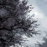 Telegram profile photo for домик сакуры🌸