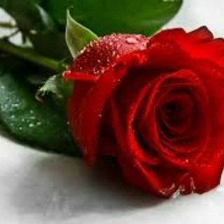 Telegram profile photo for قنواتي تمويل،تلي،انستا،مضحكه،بنات،نكت،اغاني,اشعار،تحشيش،صور,خاصه،دعم،طريبيل,رشق،ارقام،امريكيا،كروب،دردشه،ستوريات،مقاطع،بنت،عراقي