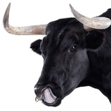 Telegram profile photo for The bullish calls